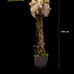 Bonsai Orchid